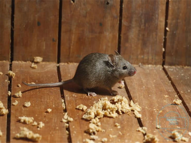استخدام الشطة في التخلص من الفئران