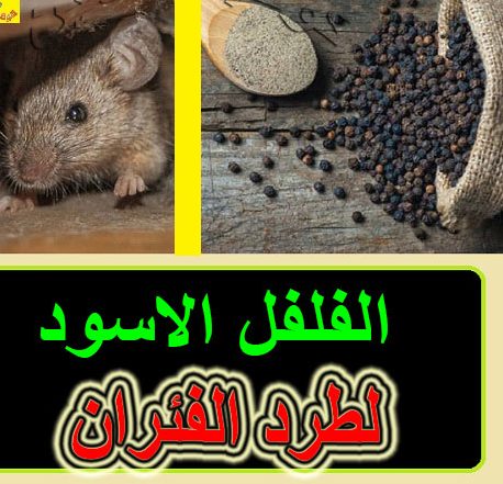 استخدام لفلفل الأسود للتخلص من الفئران