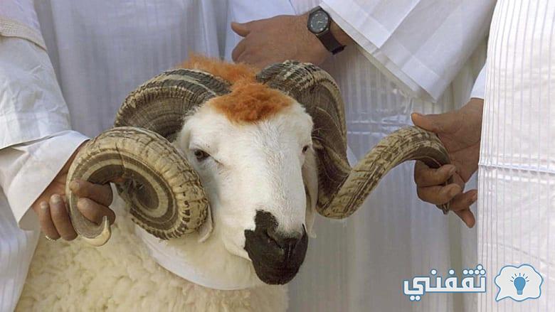 أسعار شراء الأضاحي ولحوم العيد لعام 2022 في مصر والسعودية