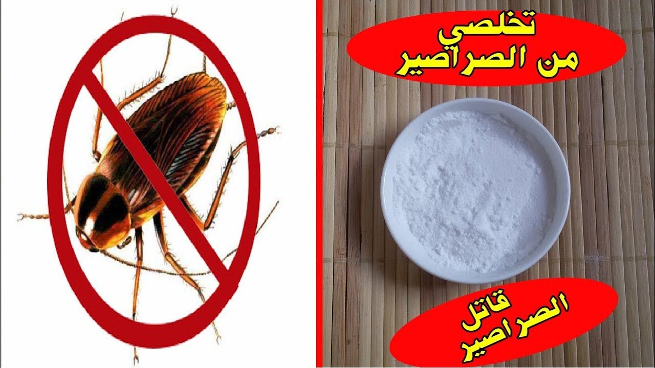 الطحين والسكر للتخلص من الحشرات المنزلية