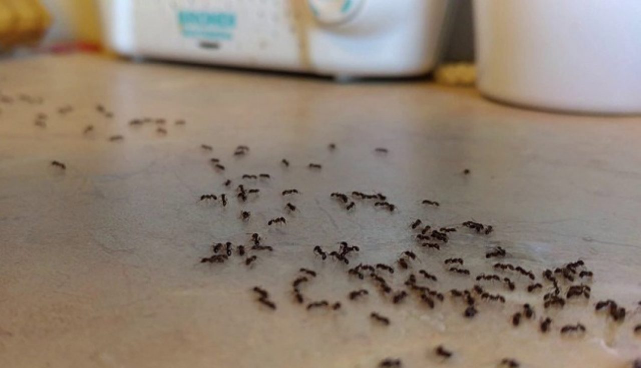 طريقة جهنمية للتخلص من الصراصير والنمل