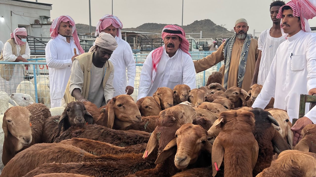 طريقة شراء الأضحية من الراجحي 1443 -2022