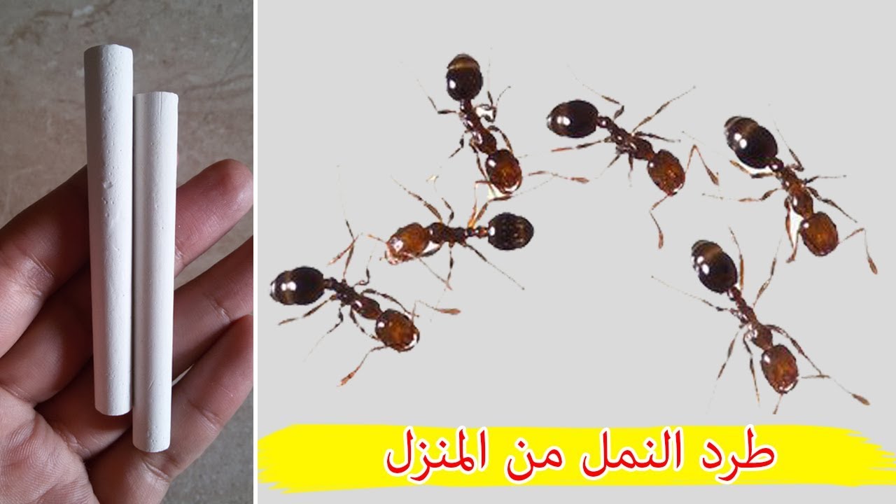 كيفية طرد النمل من المنزل