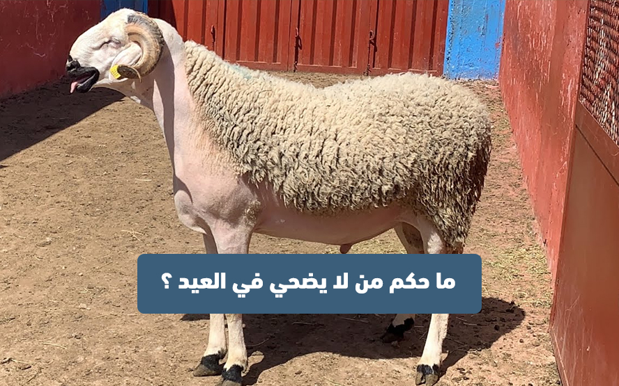 ما حكم من لا يضحي في العيد