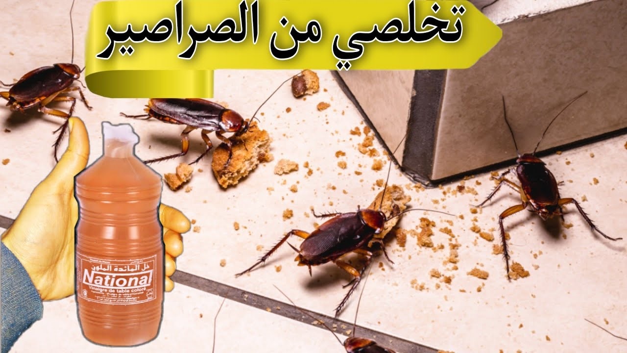 الحل النهائى لطرد الصراصير والنمل وجميع الحشرات