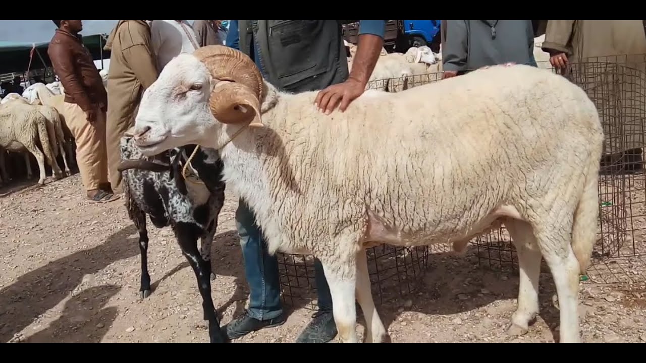 موعد صرف إعانة مربي الماشية 1443 تويتر