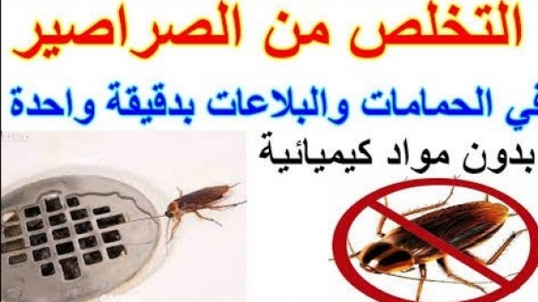 كثرة الصراصير في البيت
