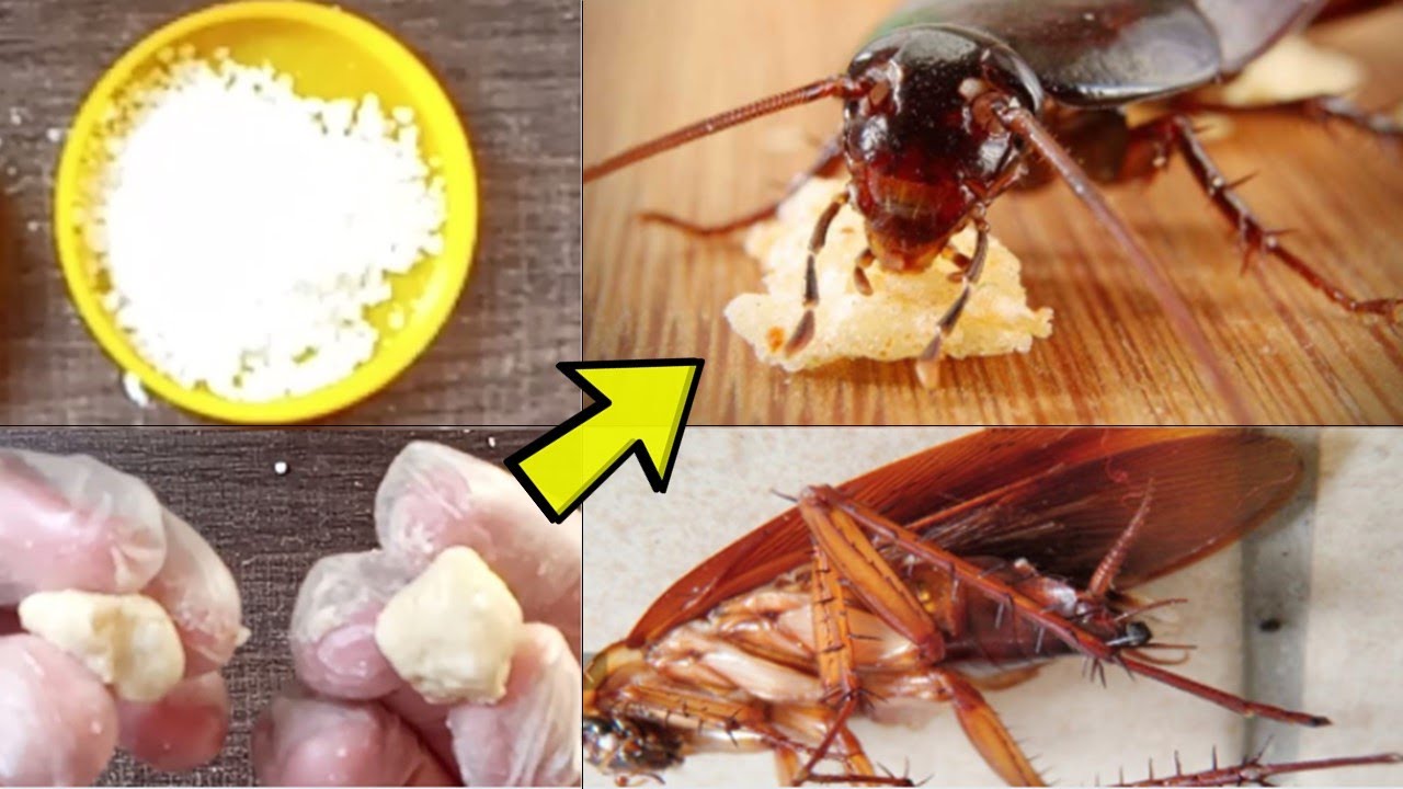 الحل الفعال.. تخلصي من النمل والصراصير نهائيًا بدون مبيدات كيميائية بطريقة سهله كل الحشرات هتهرب من بيتك