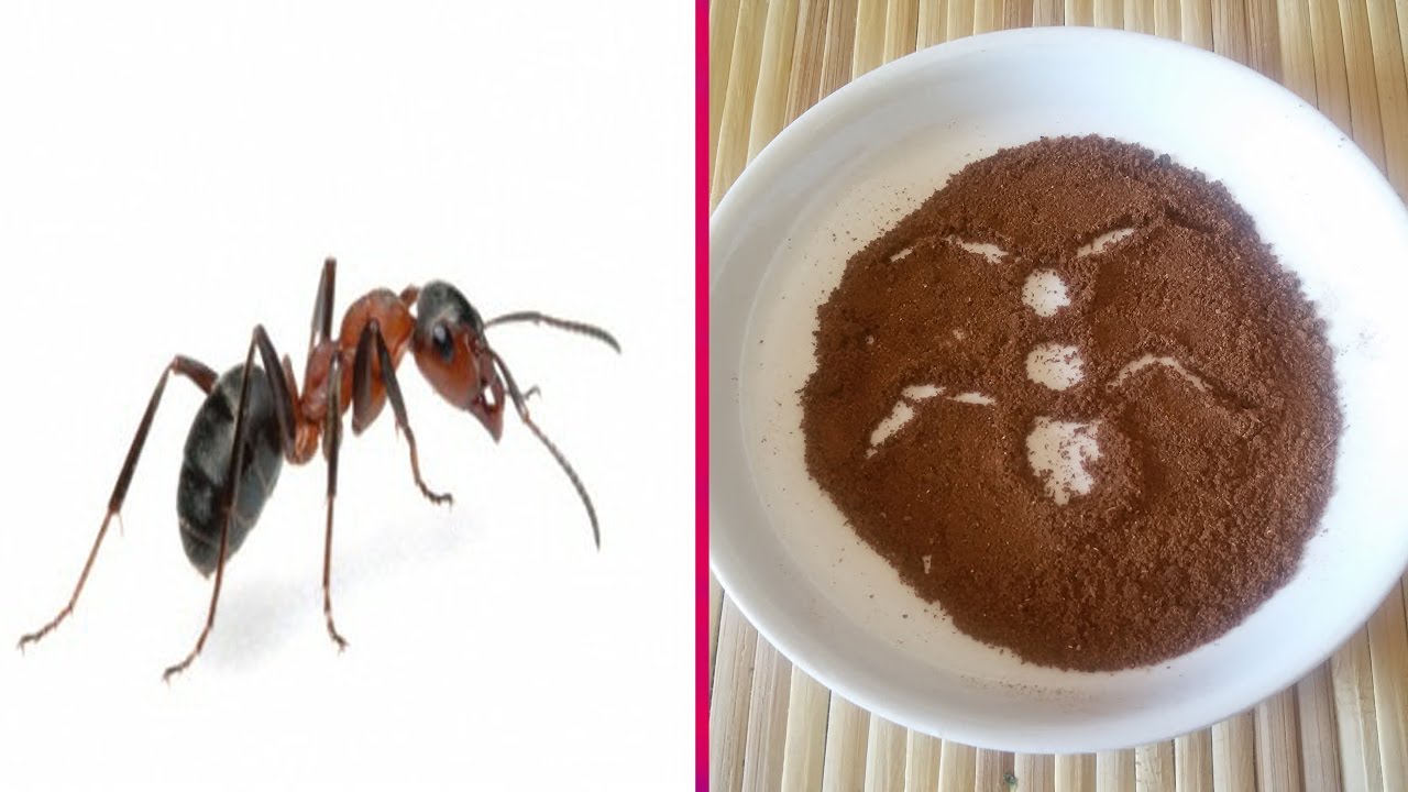 طريقة طرد النمل من المنزل