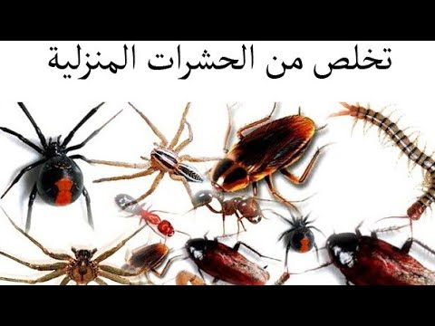 ازاي تتخلصي من الصراصير والنمل بشكل نهائي من المنزل مش هتصدقي