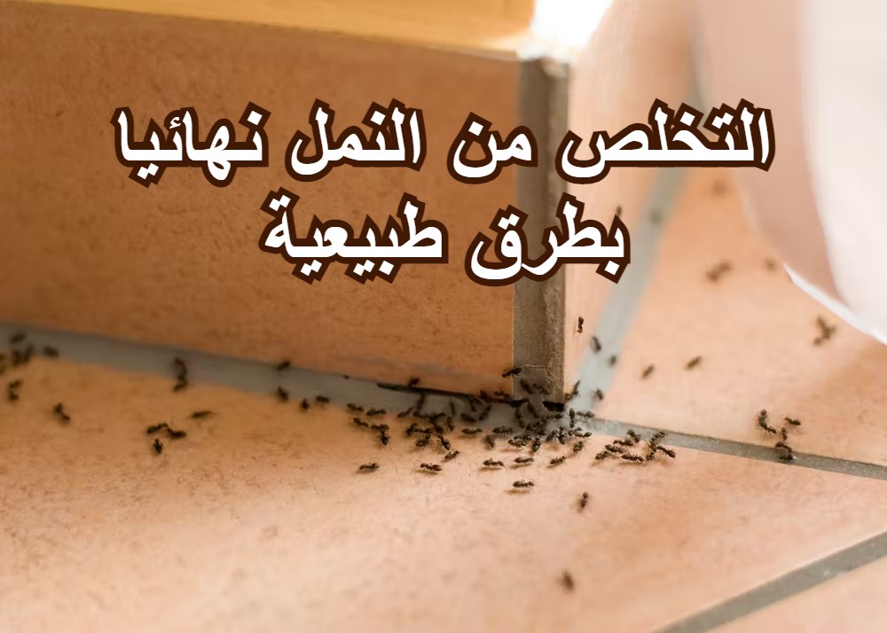 التخلص من النمل نهائيا في البيت