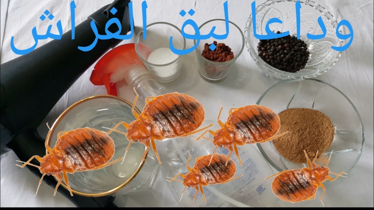 التخلص من خشرة البق