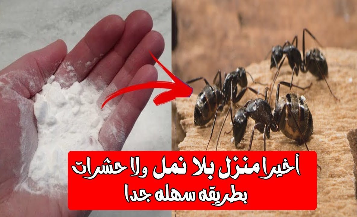 الوصفة الأصلية للتخلص من النمل والحشرات