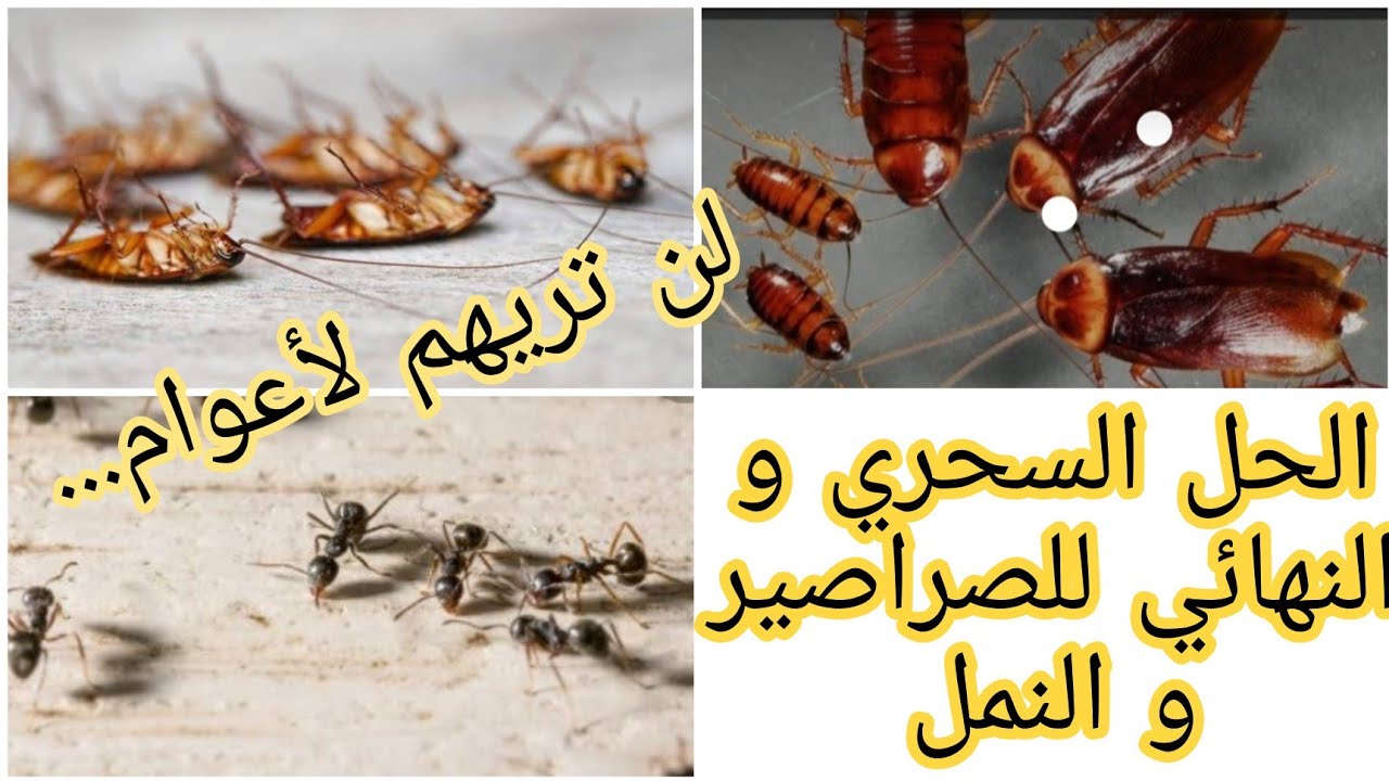 النمل الصغير في البيت