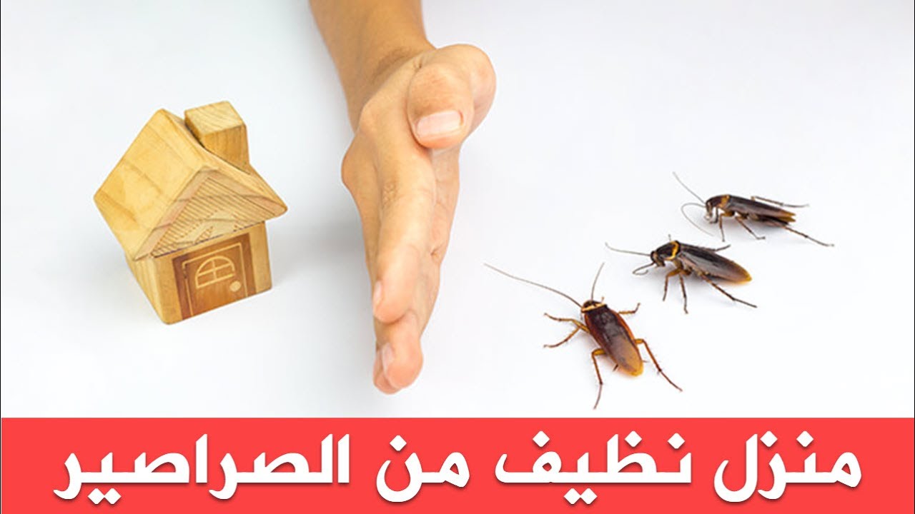 تجربة رائعة للتخلص من الصراصير والحشرات