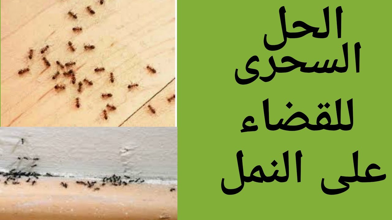 حيلة سحرية للتخلص من النمل والحشرات الزاحفة