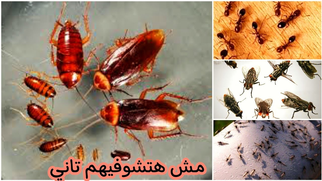 رشة واحدة مضمونة هتنسيكي النمل والصراصير