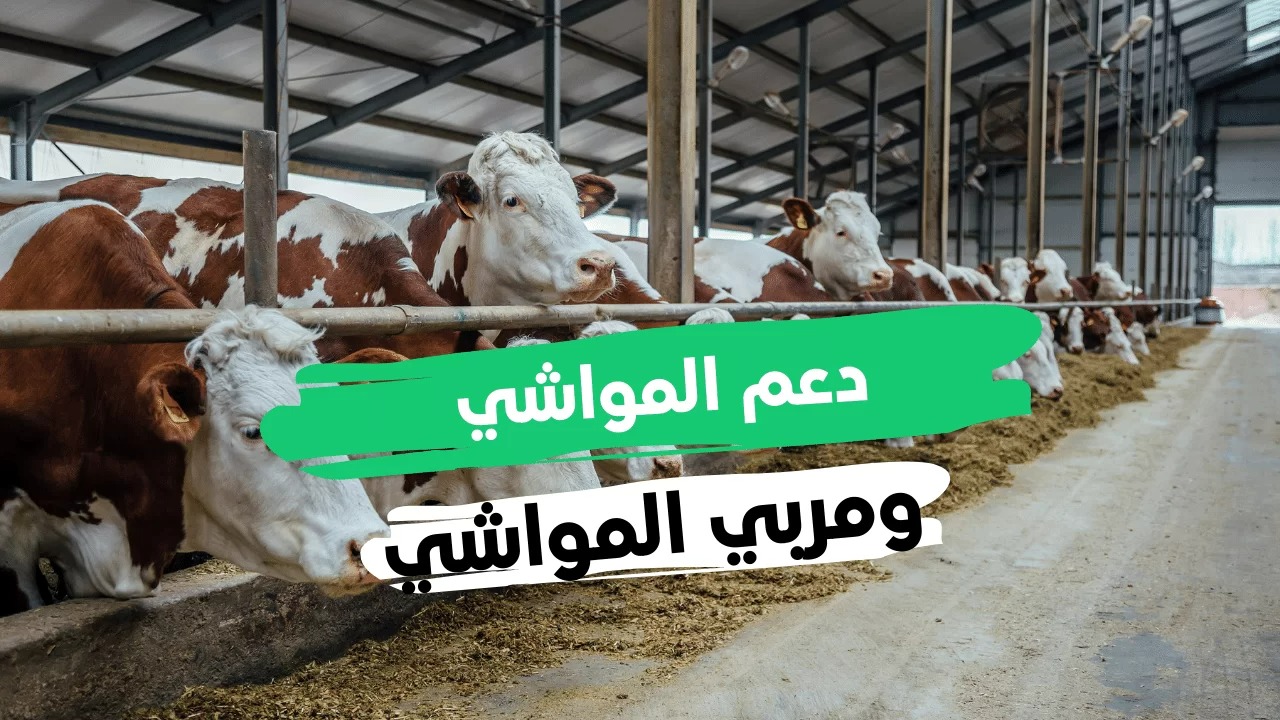 طريقة تحديث دعم صغار مربي الماشية