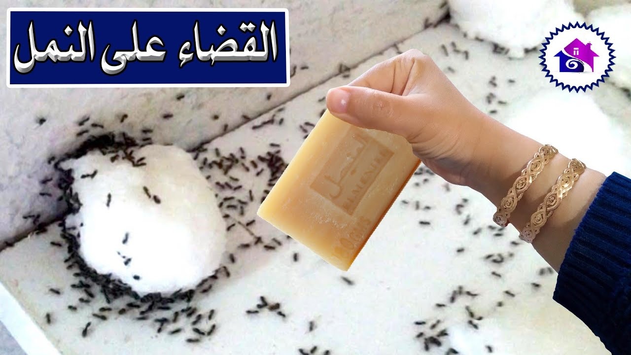 طريقة طبيعية للتخلص من النمل