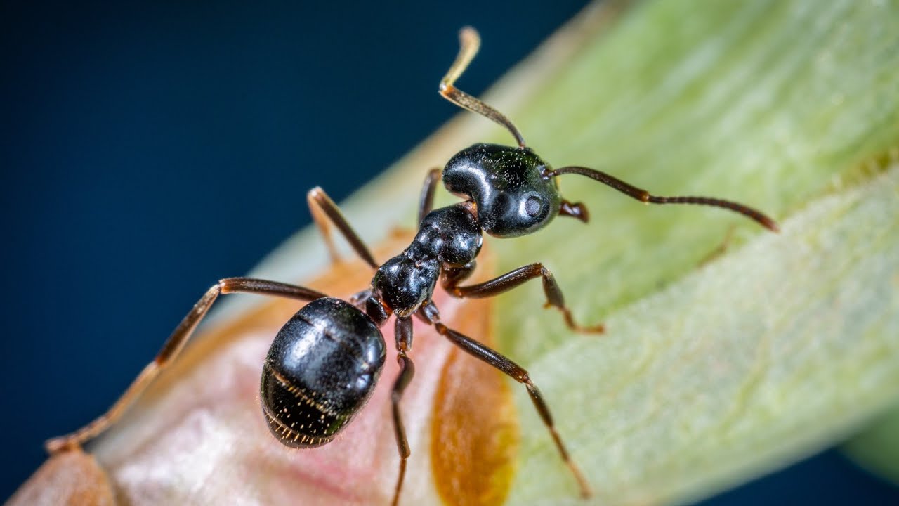 خلطة طبيعية للتخلص من النمل
