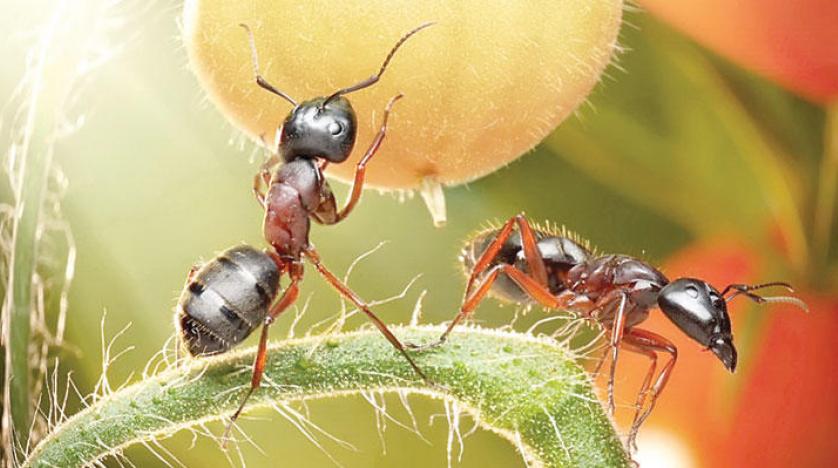 ودعي النمل نهائيا بمكونات طبيعية