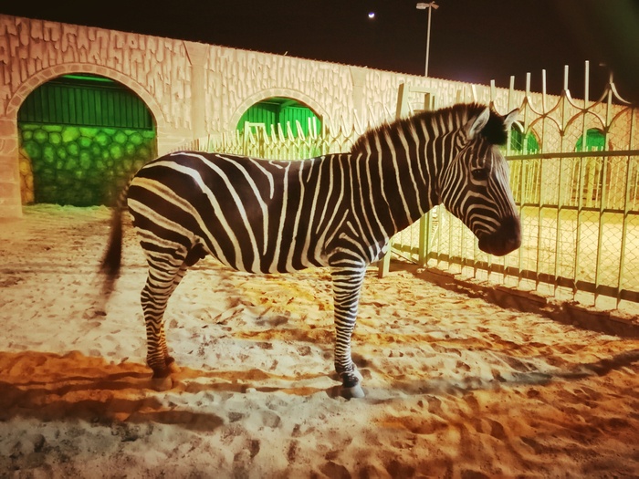 حدائق الطائف