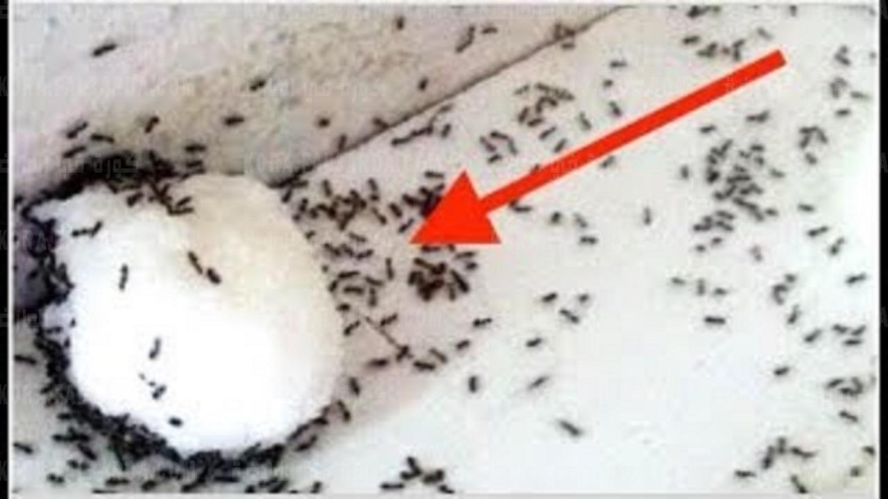وصفة للتخلص من النمل والصراصير