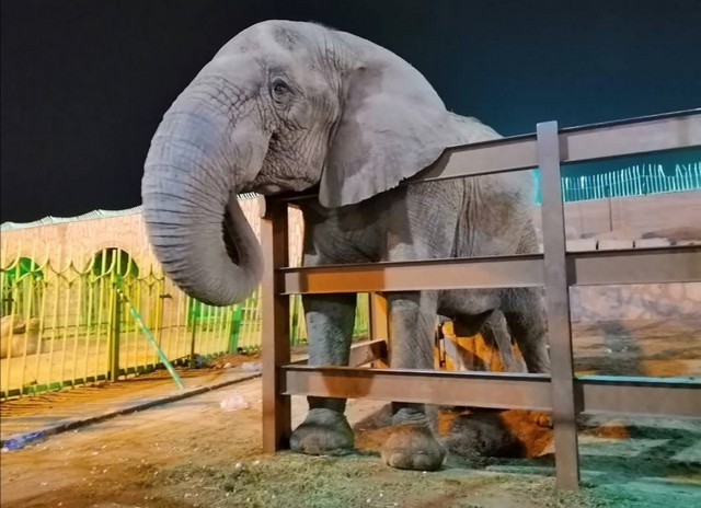 TAIF ZOO