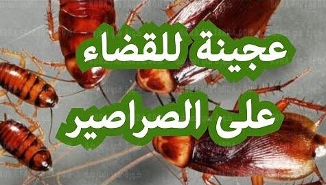 التخلص من الصراصير