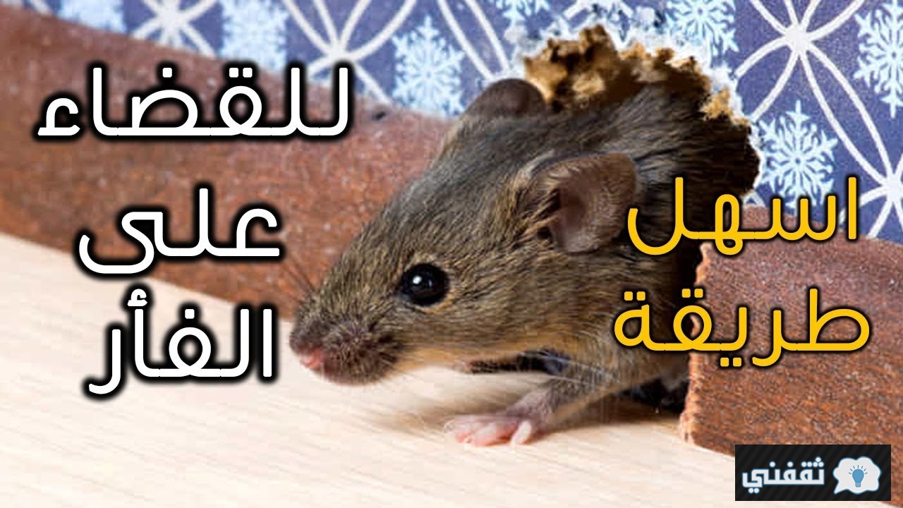 التخلص من الفئران