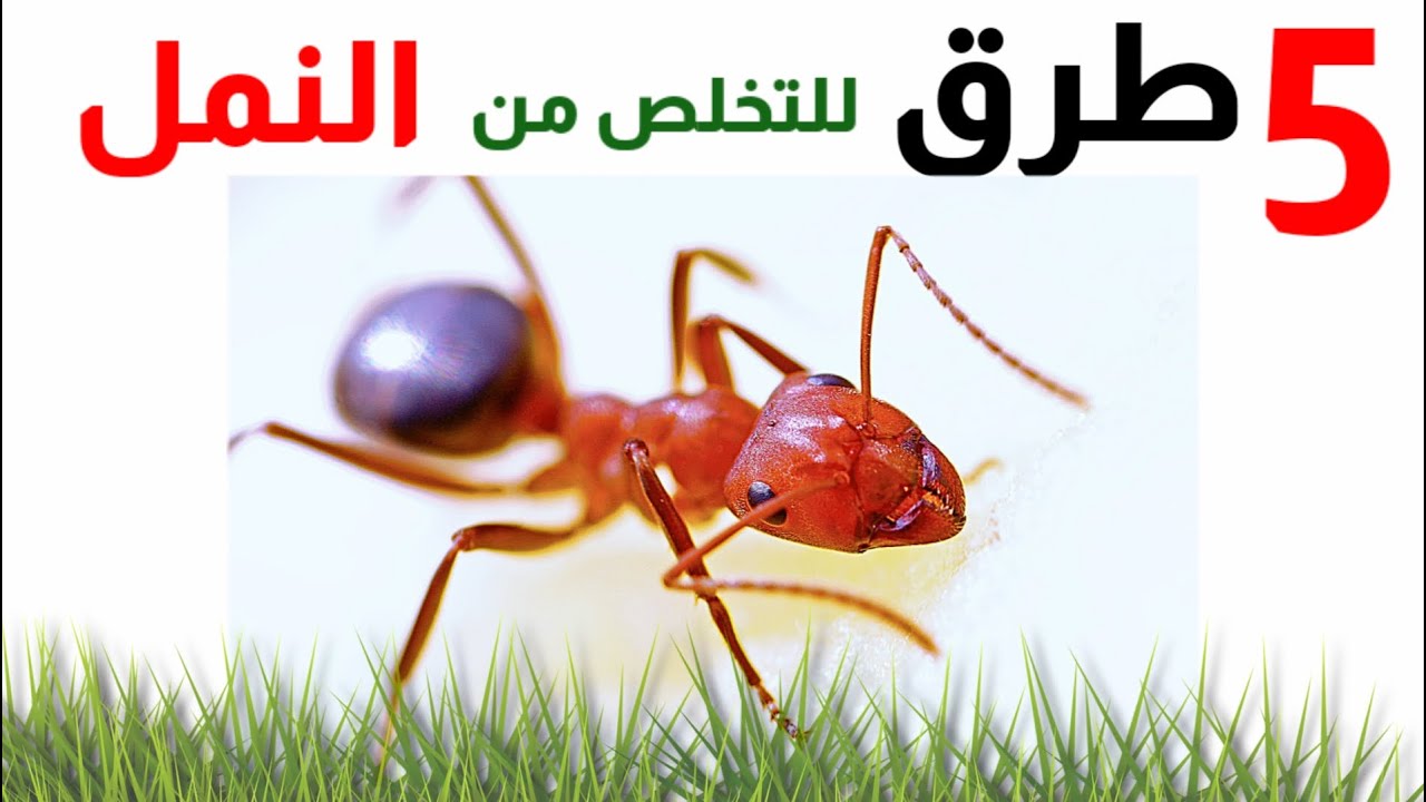التخلص من النمل في المنزل