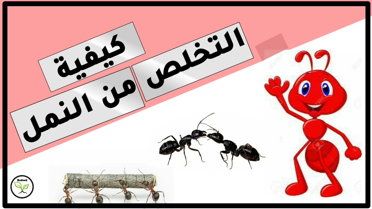 طريقة التخلص من النمل والحشرات