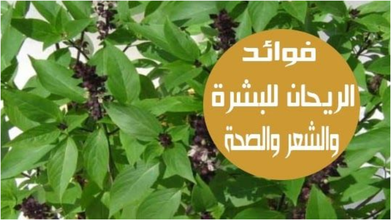 الفوائد العامة لتناول خلاصة مشروب الريحان