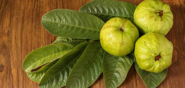 أهم الفوائد والأضرار لفاكهة الجوافة وأوراقها لجميع أجزاء الجسم