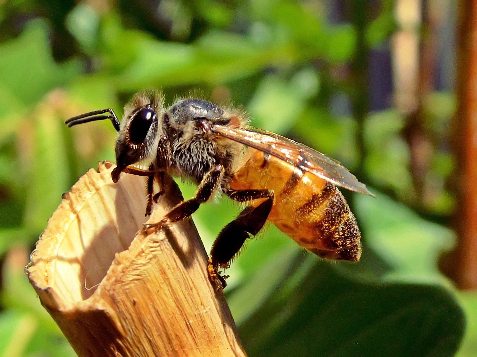 علاج السرطان بلسعات النحل