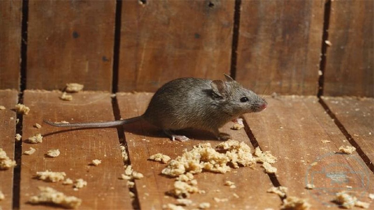 وصفة فعالة 100%.. أفضل طريقة لطرد الفئران من المنزل في دقائق وبدون رجعة