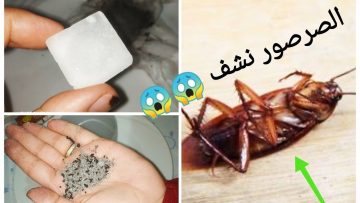 وصفة سحرية للتخلص من الصراصير نهائيا بدون مبيدات وبمكونين فقط