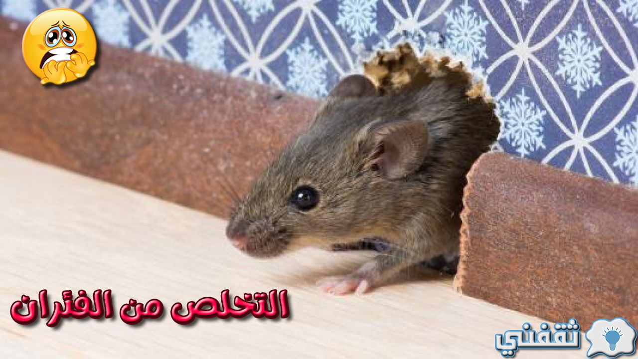 التخلص من الفئران