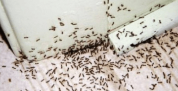 التخلص من الصراصير والنمل بطريقة سهلة وبسيطة بمكونات من المنزل
