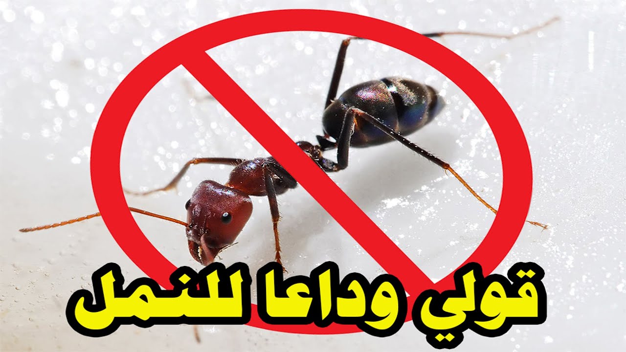القضاء على النمل