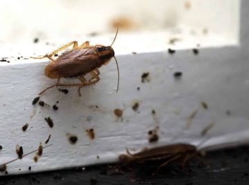 التخلص من الصراصير والنمل وما هى دلالة ظهور النمل فى المنزل