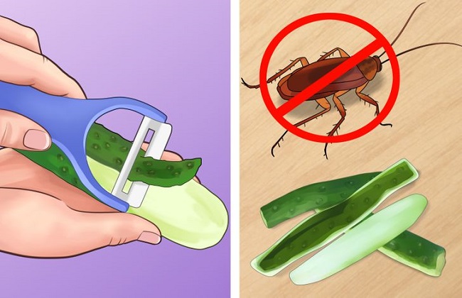 طرق القضاء على الحشرات والصراصير