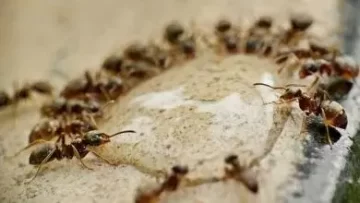 أسرع طرق القضاء على الصراصير والنمل بطرق طبيعية