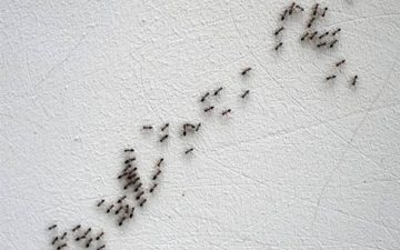 التخلص من الصراصير والنمل بوصفة سهلة ومجربة استعمليها الآن