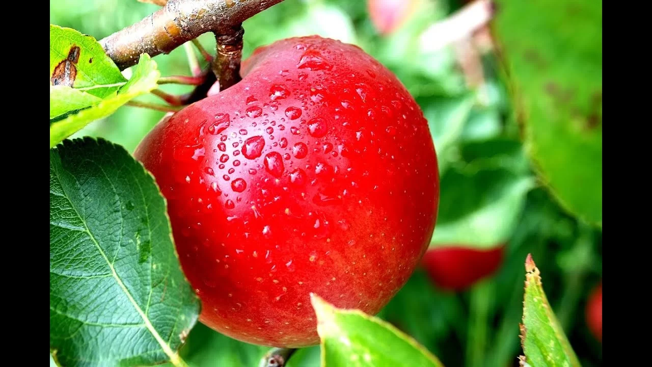 دورة حياة شجرة التفاح jpg - الترتيب الصحيح لدورة حياة شجرة التفاح وما تمر به دورة حياة شجرة التفاح