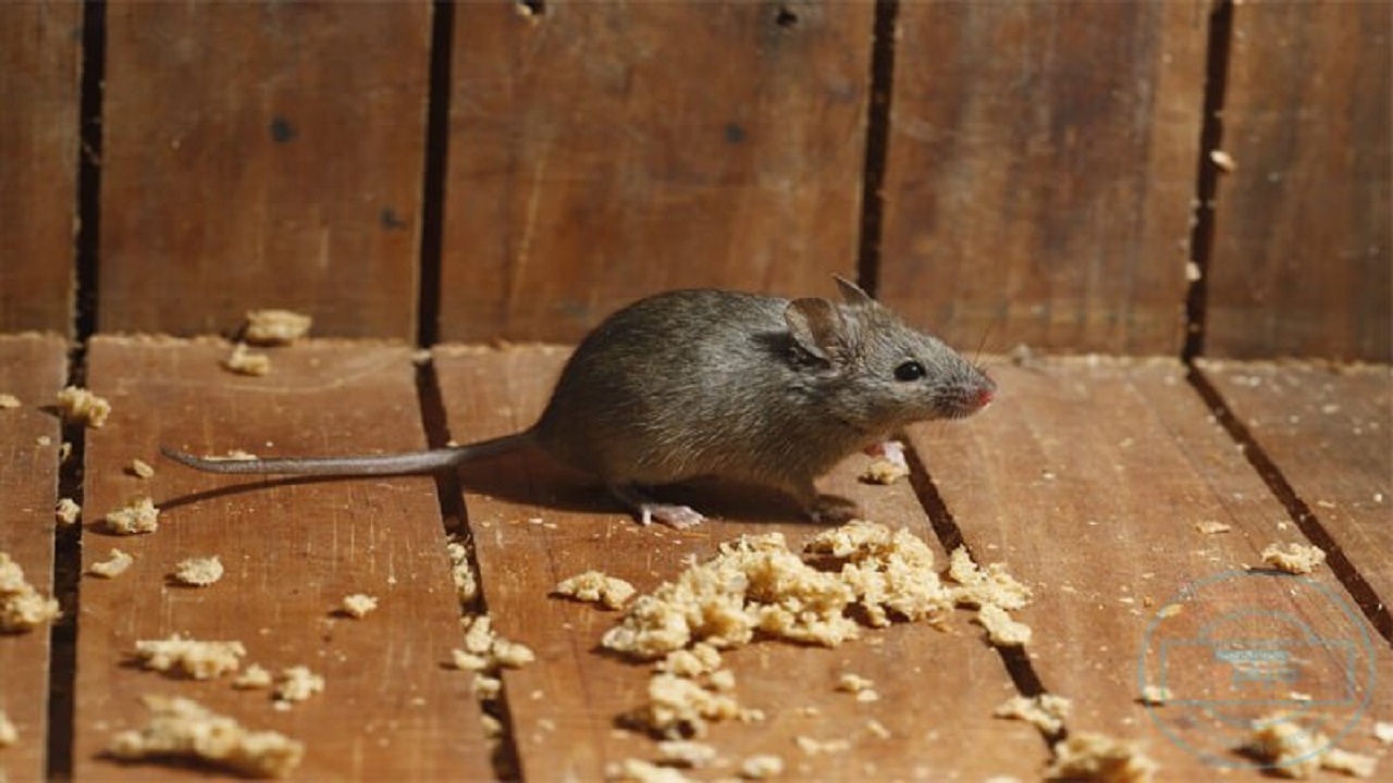 طرد الفئران بدون لمس بفكرة جهنمية هتطرد جميع الحشرات من المنزل دفعه واحده وبدون ضرر