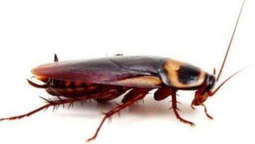 معلومة بمليون ريال .. هذه الأسباب الصادمة لظهور النمل والصراصير وحشرة البق بكثرة في المنازل
