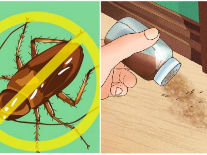 النعناع للقضاء على الحشرات المنزلية