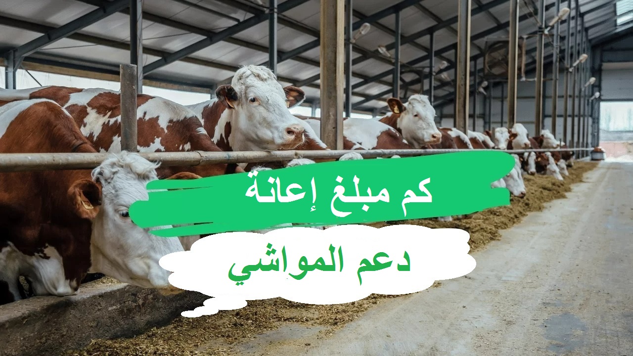 مبلغ إعانة دعم المواشي