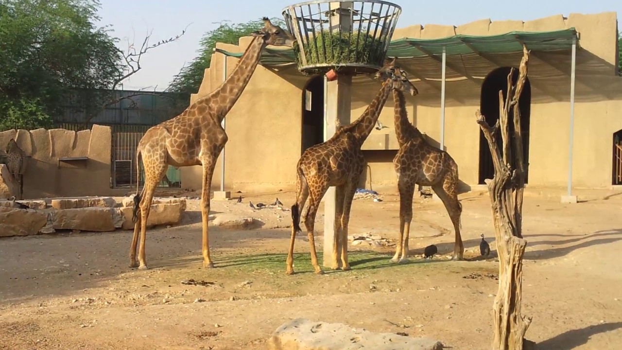 Riyadh zoo